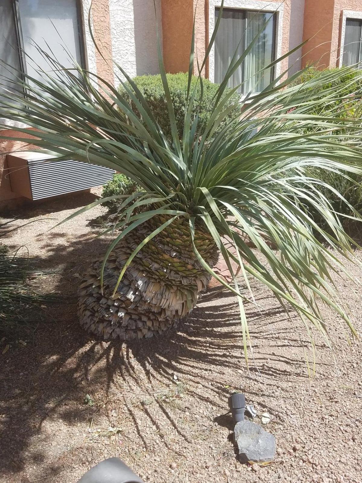 Days Inn By Wyndham Camp Verde Arizona Exterior photo